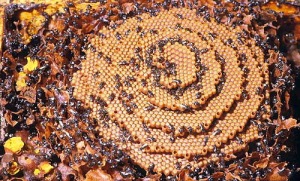 Beehive Spiral
