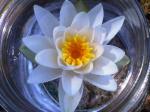 White Water Lily essence