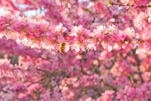 Cherry blosssoms and bee